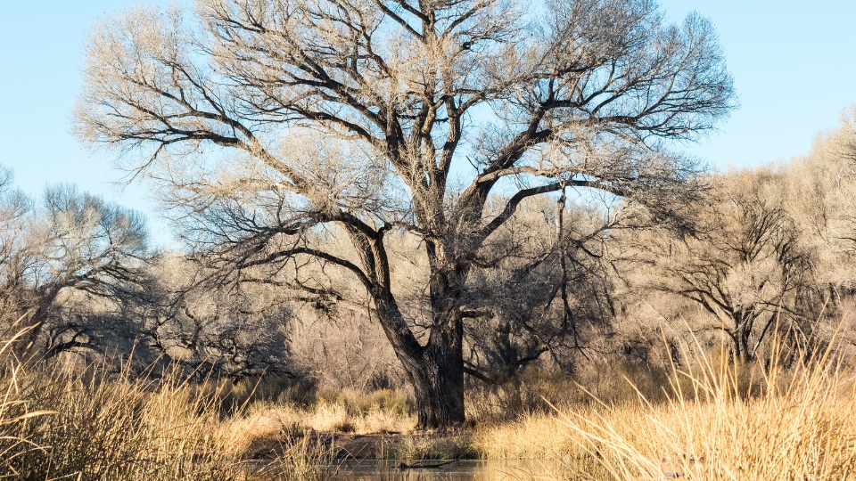 L’arbre de vie Yin Yang : signification